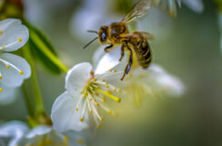 Column: chagrijnig volk